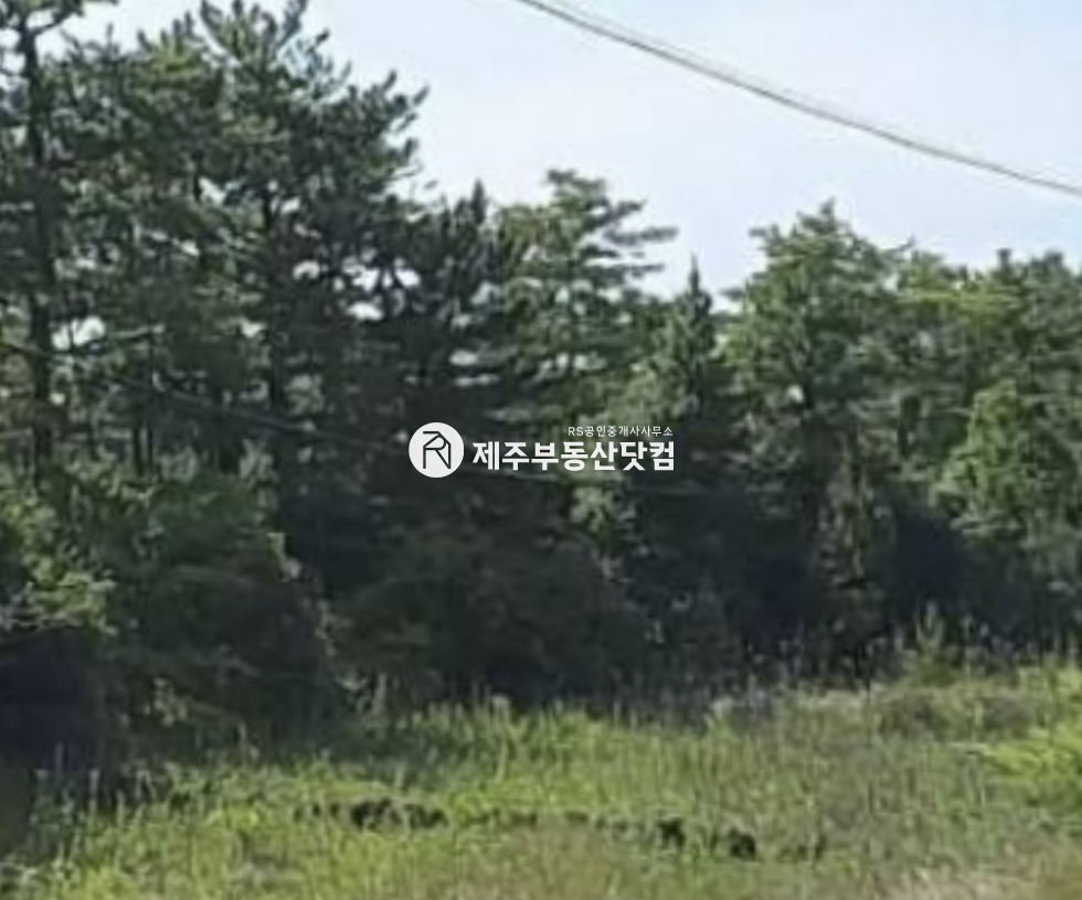 제주 제주시 한림읍 금능리 [한림읍 금능리] 금능사거리 부근 #양쪽 도로 접 임야 #급매 매매 매물번호 13073 사진 1